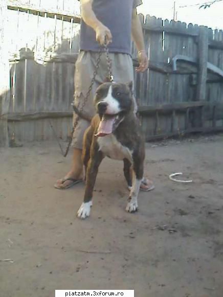 vand caine pitbull - cainele are 1an si 4 luni pret 200�(negociabil) - Diverse!
